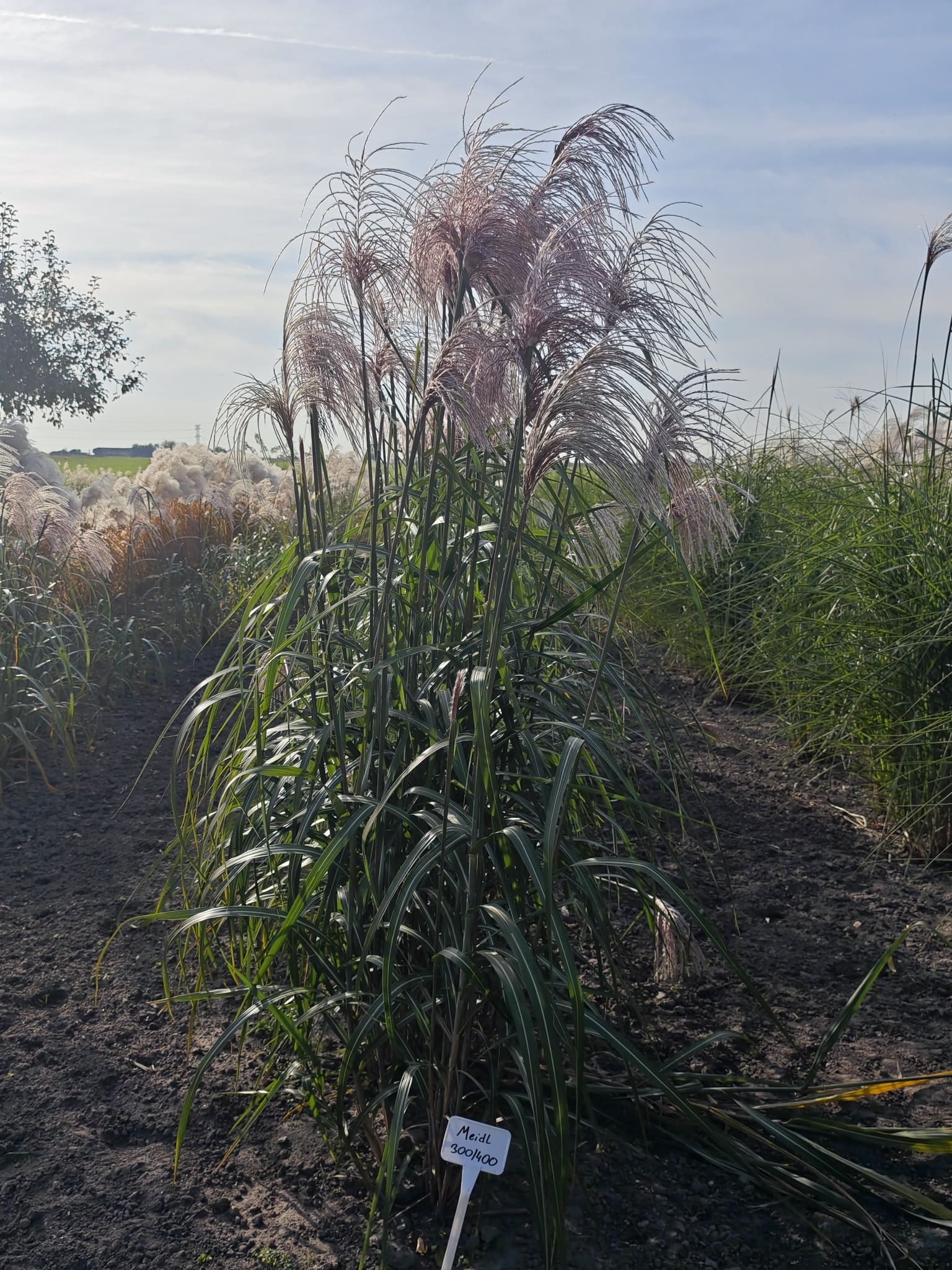 Miskant olbrzymi – Meidl - obrazek 8