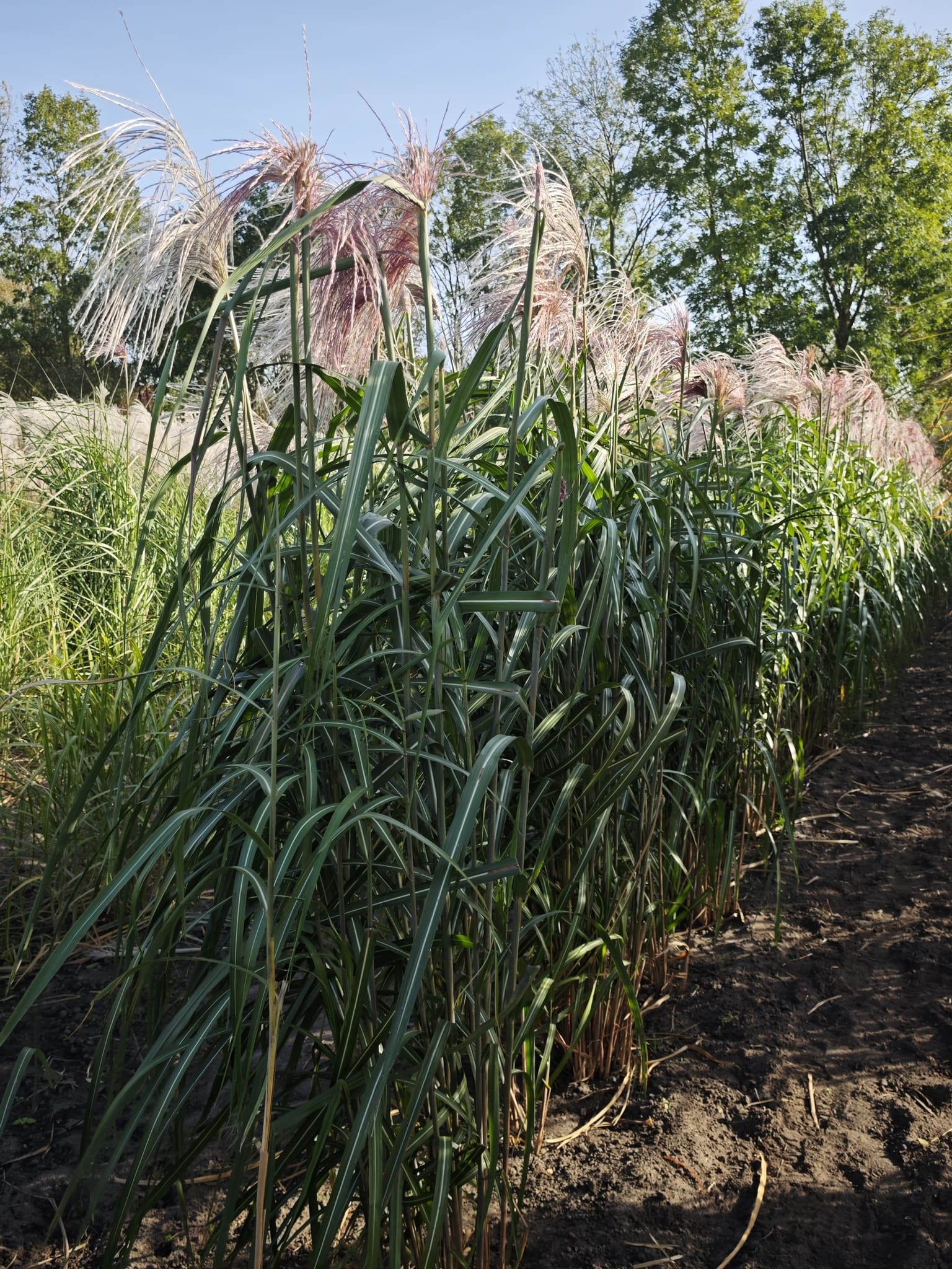 Miskant olbrzymi – Meidl